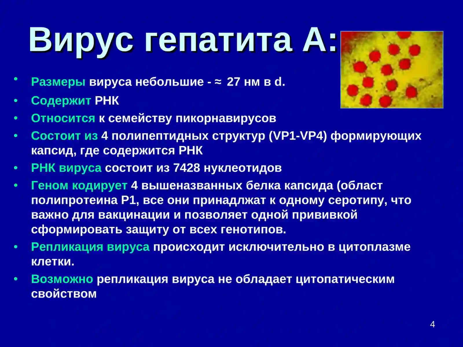 Вирус гепатита А 4