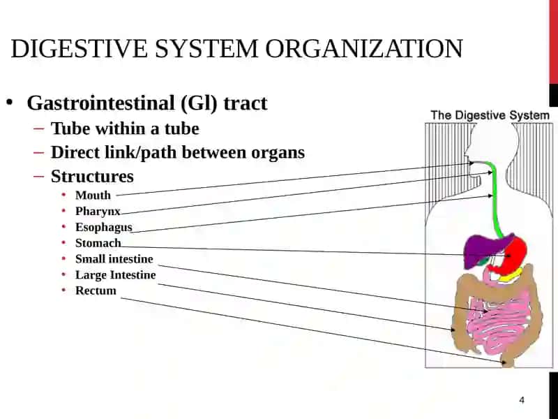 Digestive System 4