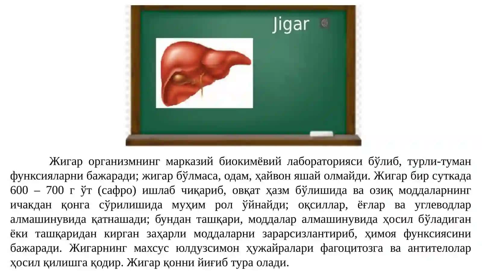 Жигарнинг тузилиши, топографияси, ўт пуфаги ва меъдаости бези 4