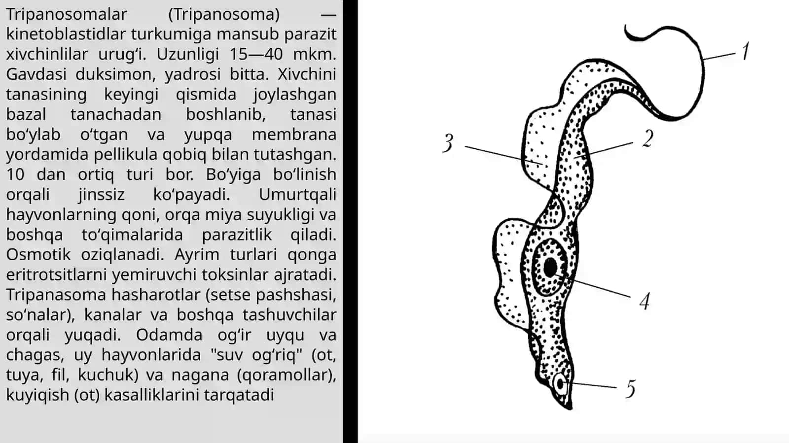 Xivchinlilar-odamparazitlari: tripanasoma, leysmaniya, trixomonadavalimbaliya 4