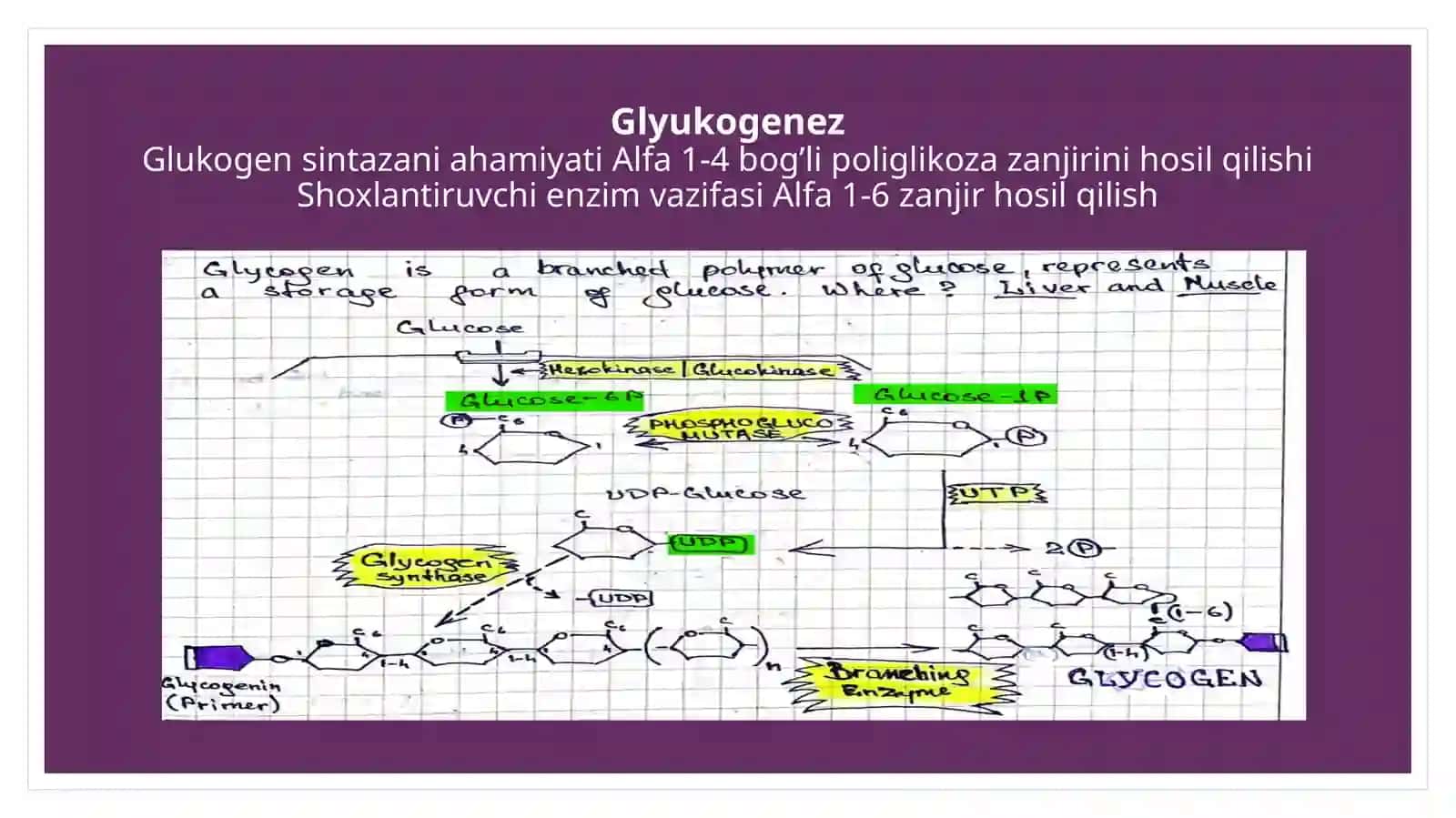Glyukoza metobolizmi biokimyosi 4