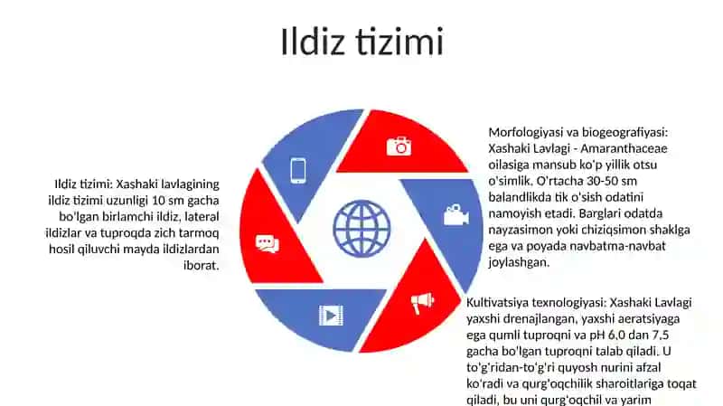Xashaki Lavlagi Morfologiyasi Biologiyasi Va Yetishtirish Texnologiyasi 4