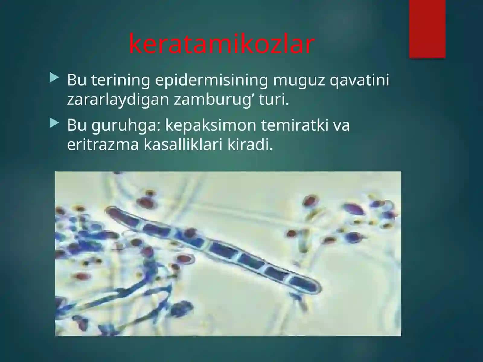 TERINING ZAMBURUG’LI KASALLIKLARI 4
