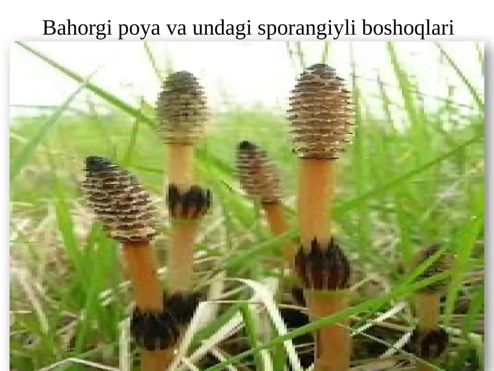 QIRQBO’G’IMDOSHLAR VA LAVRDOSHLAR OILALARI 4