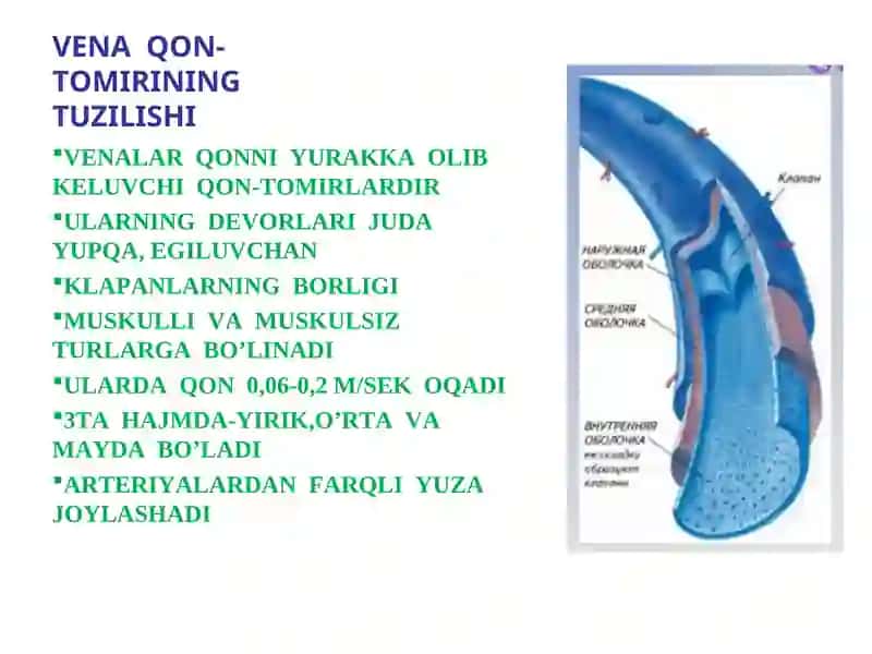 VENOZ TIZIMI 4
