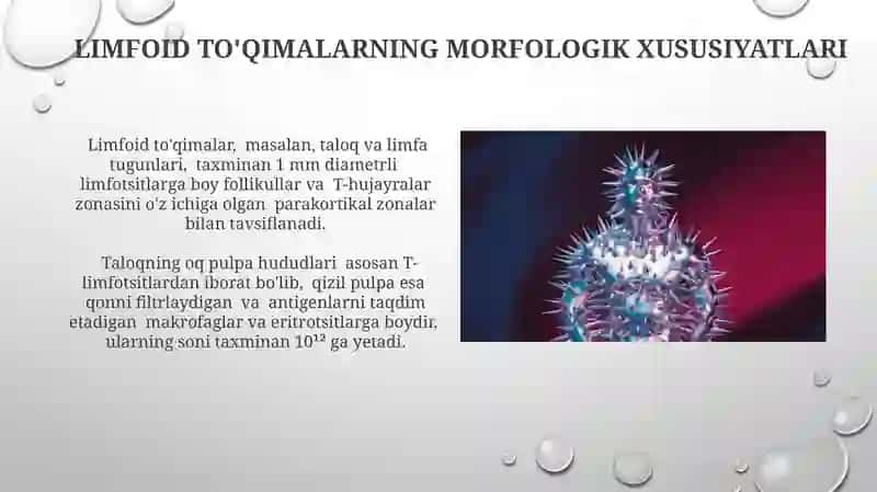 Immunomorfologiya 4