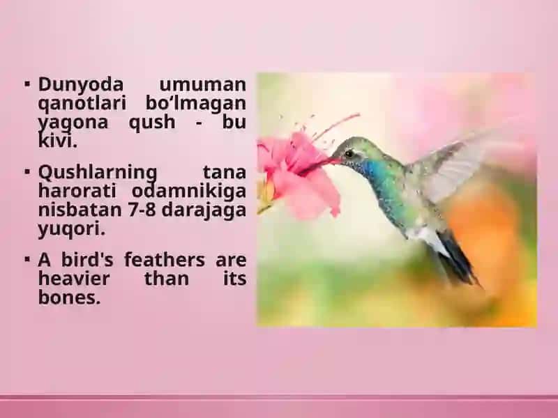 Interesting facts about birds 4