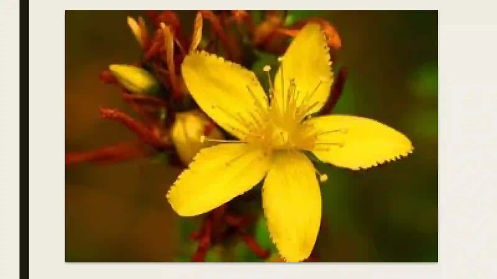 Dalachoyning o’simligining dorivorlik xususiyatlari 4