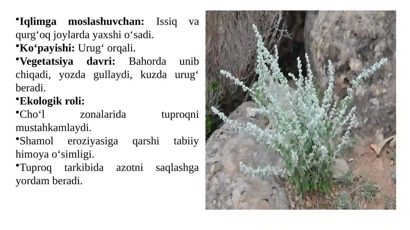 Bir va ikki yillik o‘t hayotiy shakliga ega manzarali dorivor o‘simliklar 4