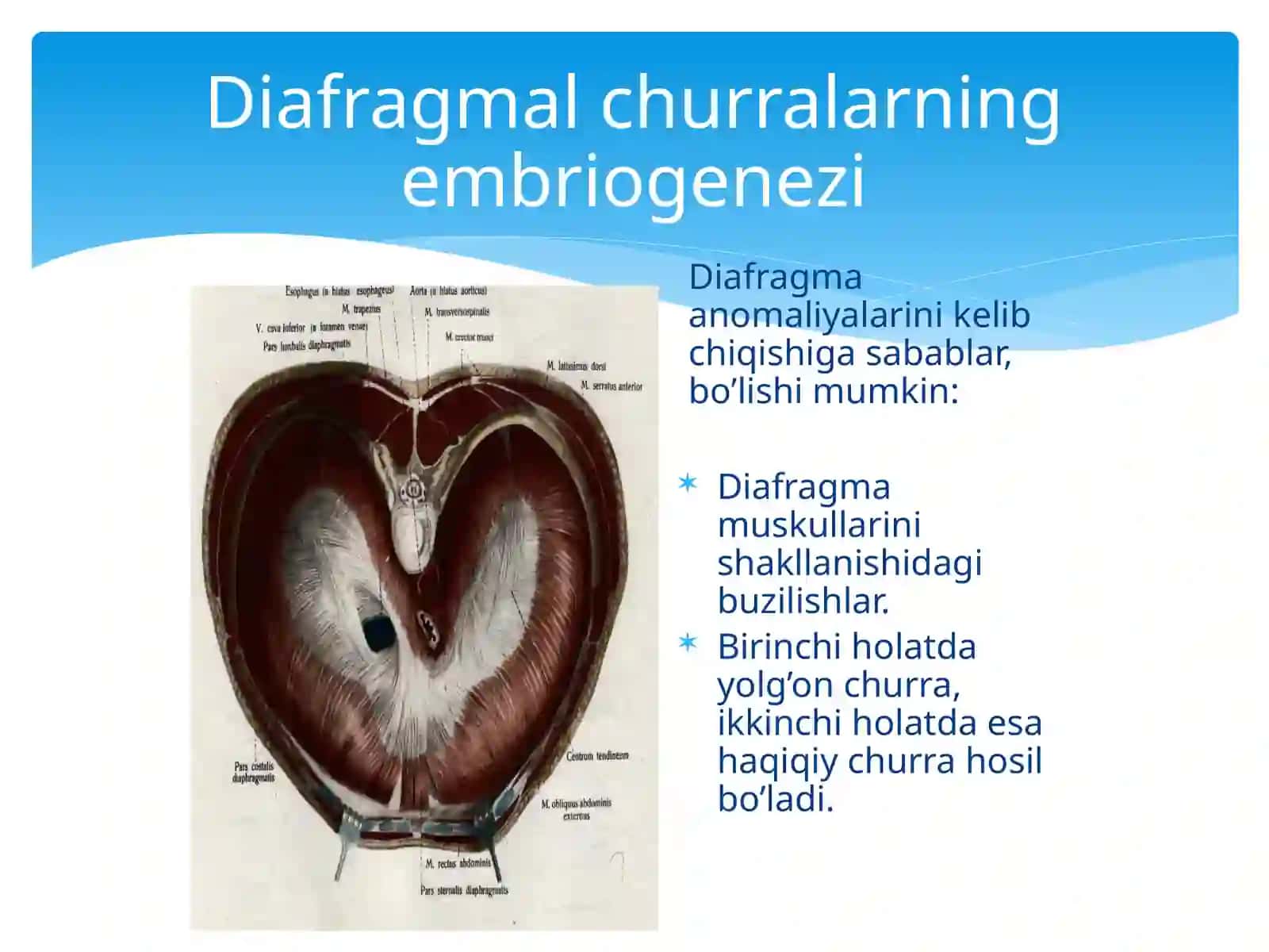 BOLALARDA DIAFRAGMAL CHURRALAR 4