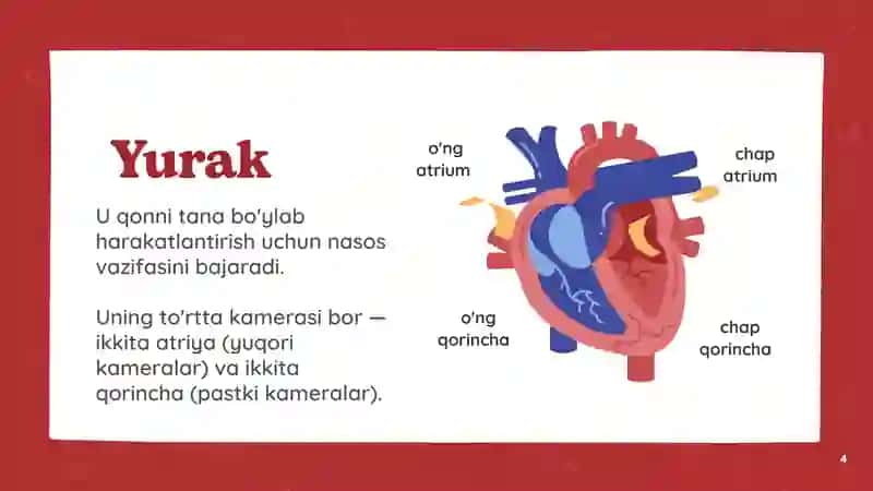 Inson Yurak, Qon va Qon tomirlari haqida tushuncha 4