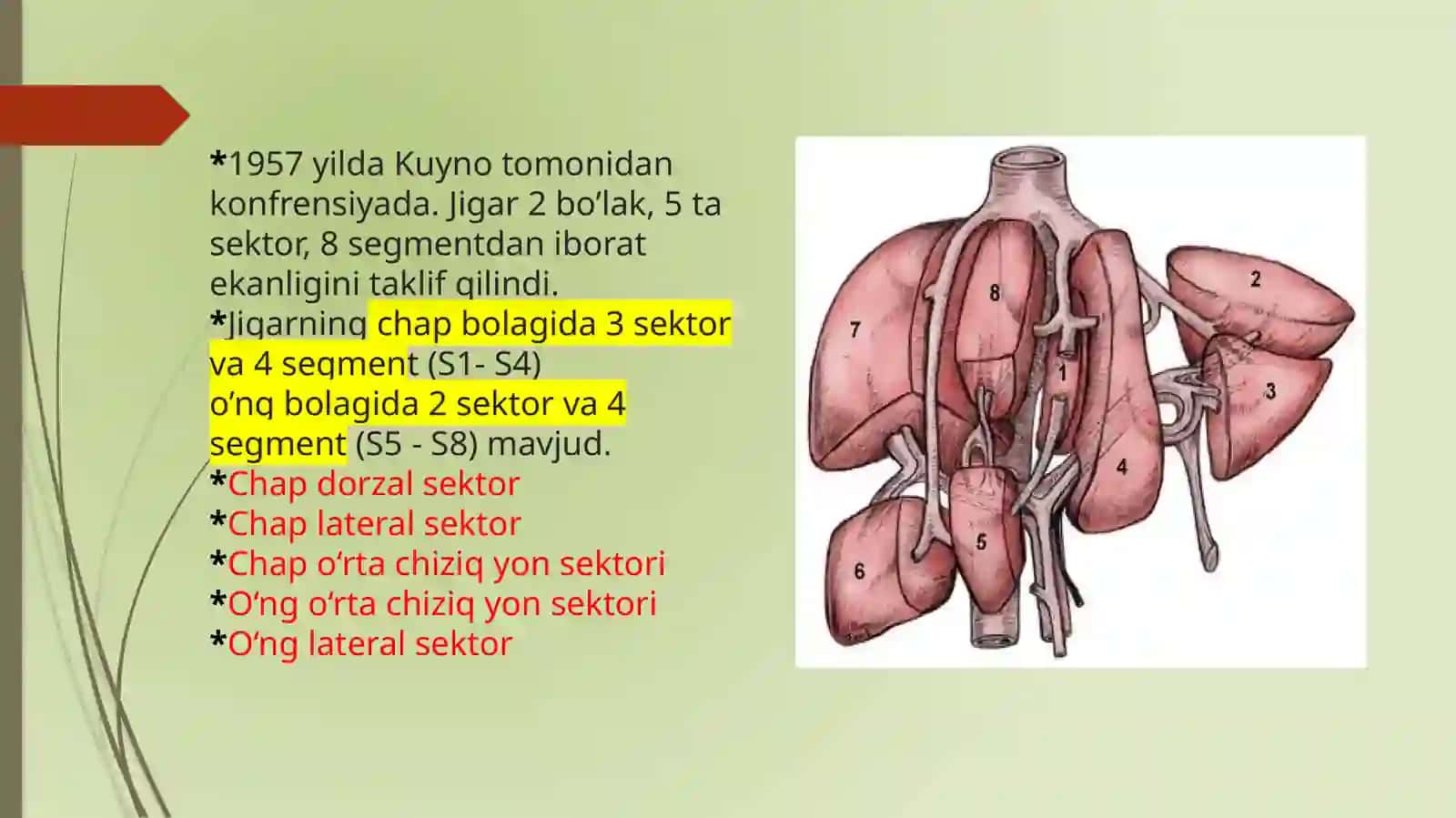 Jigar, me’da osti bezi: tuzilishi, topografiyasi 4