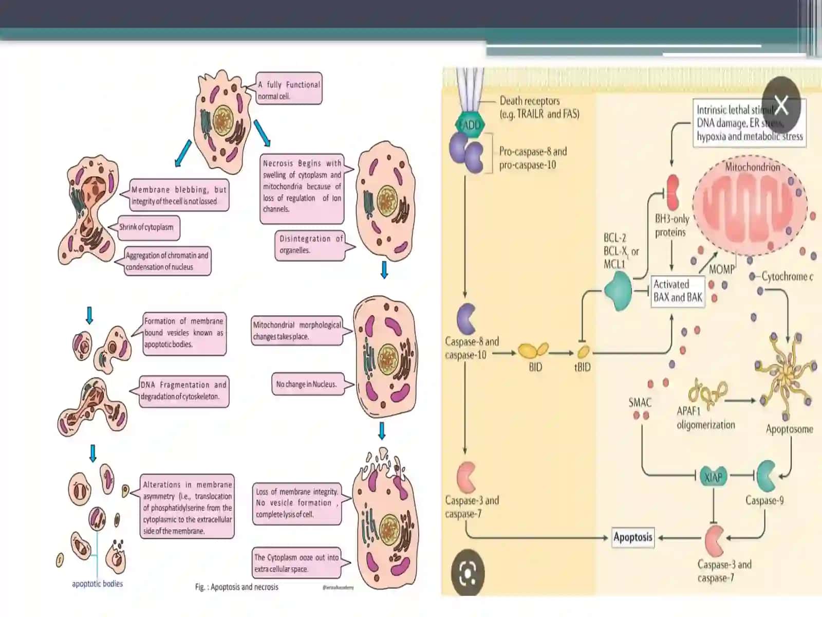 Apoptozmexanizmlari 4