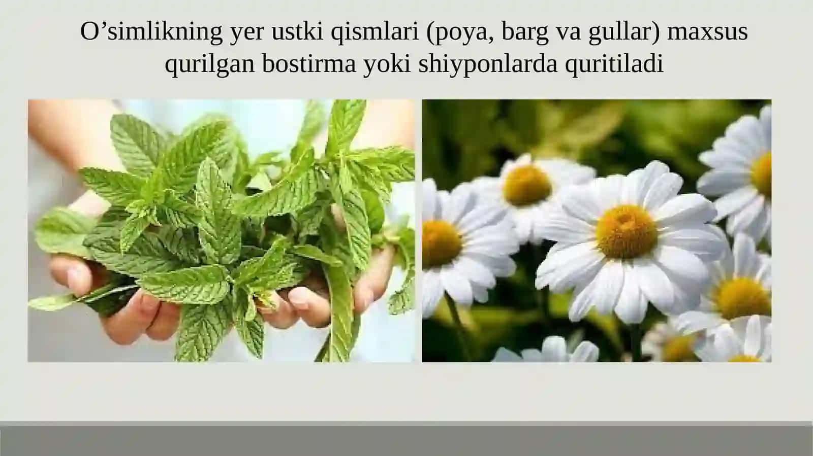 Dorivor O'simliklar Xom Ashyosini Quritish Usullari 4