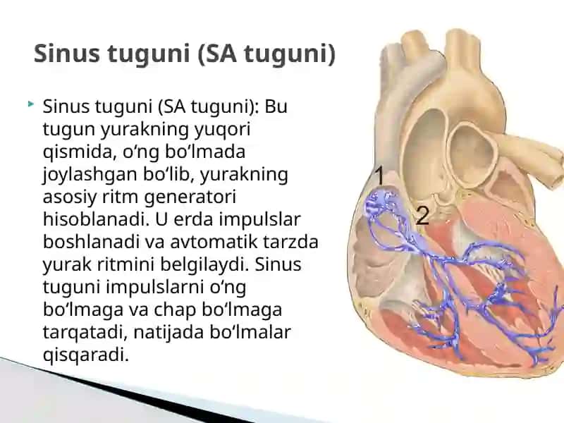 Yurak impuls o‘tkazish tizimi 4