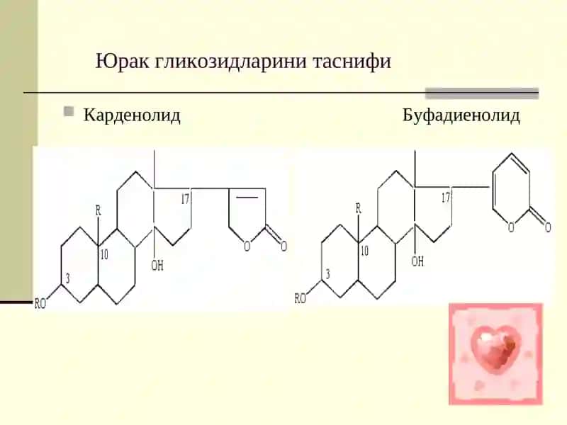 Юрак гликозидлари сақловчи дориворўсимликларва махсулотлар 4