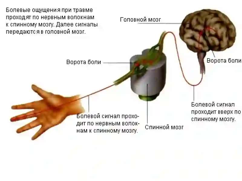 Tos organlari innervatsiyasi va buzilish sindromlari 4