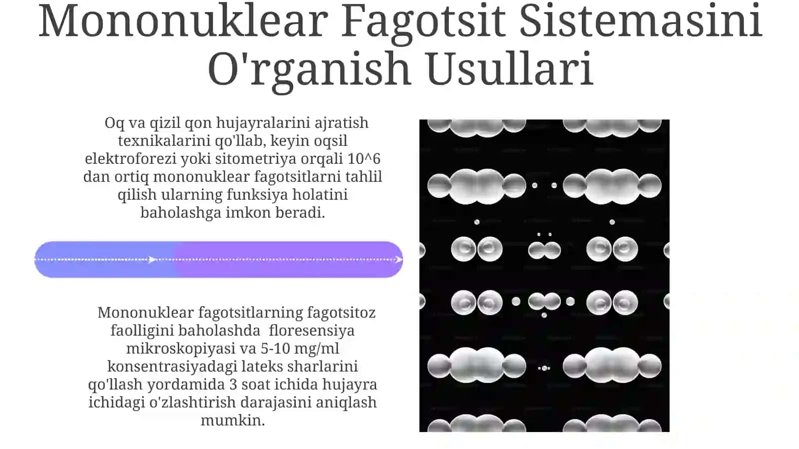 Mononuklear-fagotsitlar tizimi 4