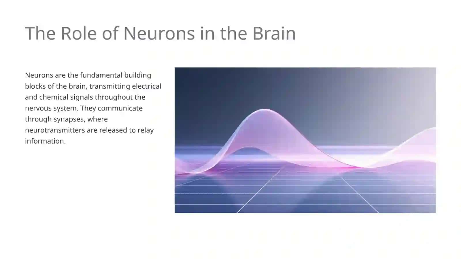 Human Brain 4
