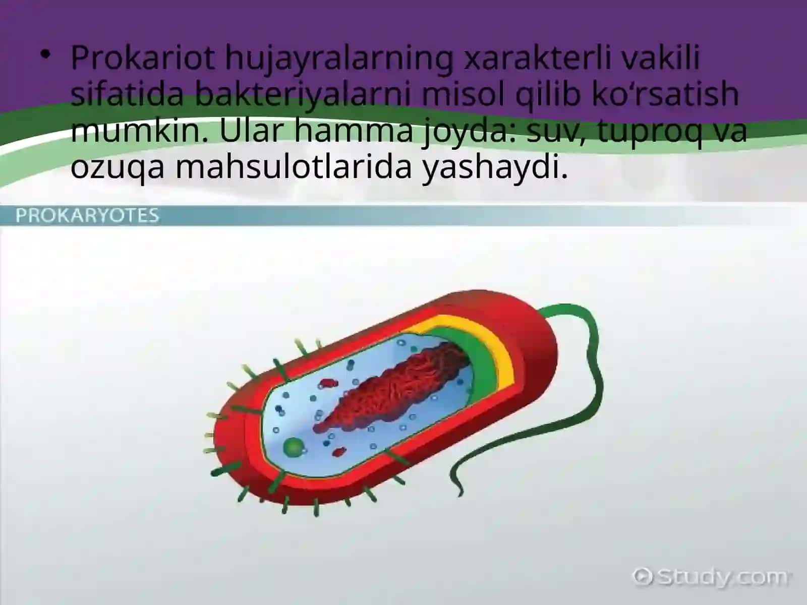 Prokariothujayra 4
