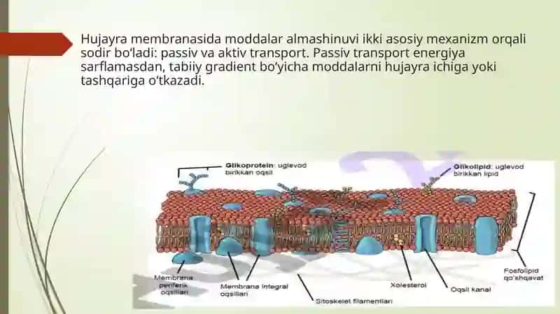 Passiv stereokimyoviy o'tish 4
