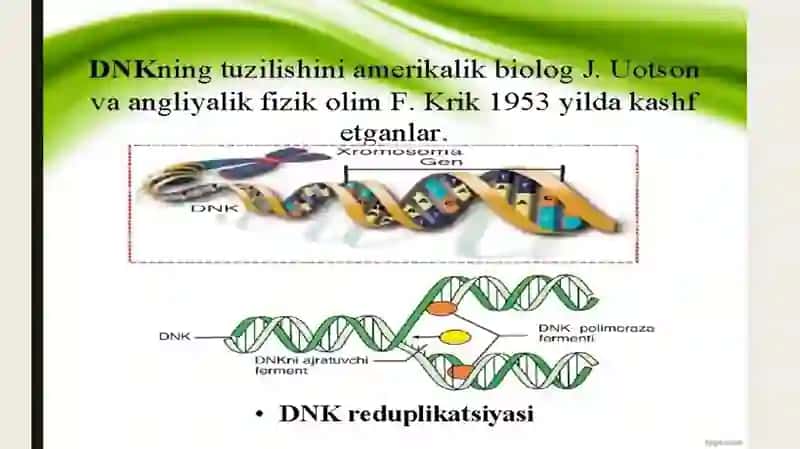 Irsiyatning molukulyar asoslari. DNK va RNK sintezi 4