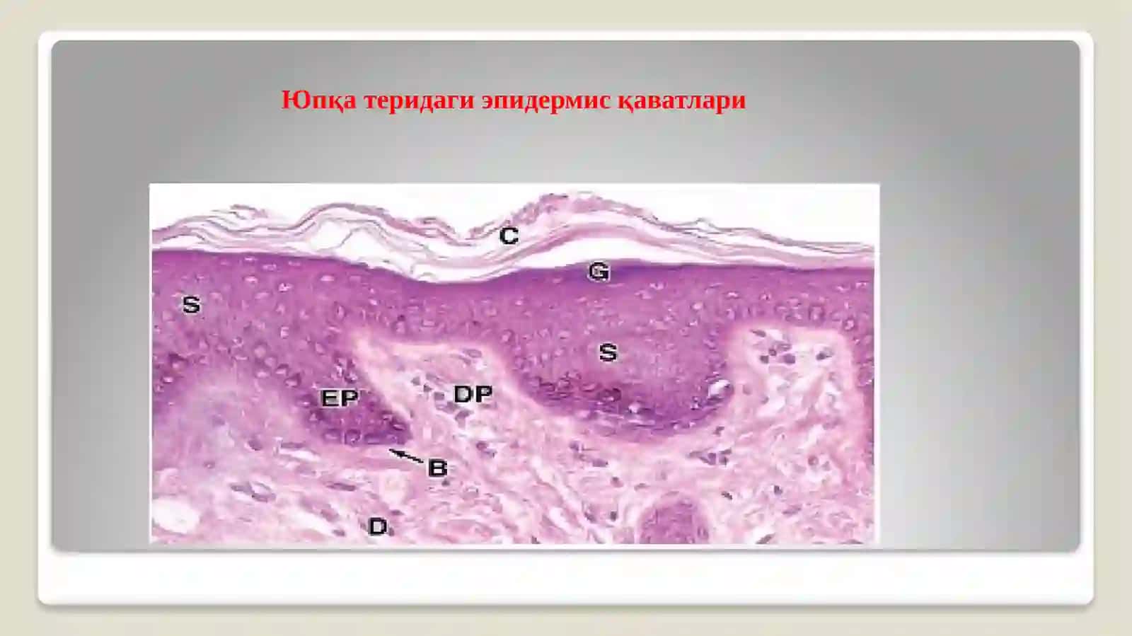 Тери эпидермисининг тузилиши 4