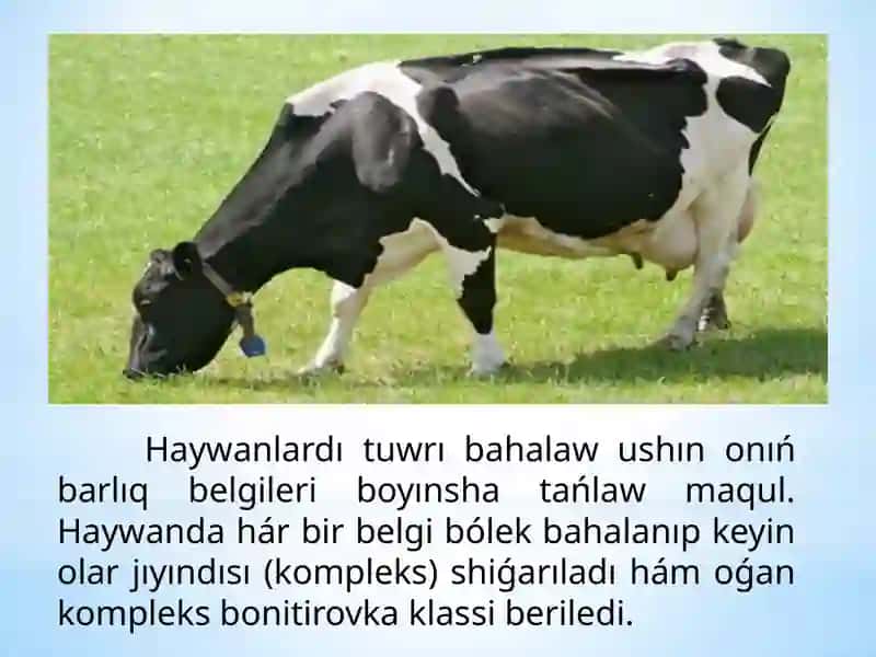 Barliq turdegi sharwa haywanlari yamasa belgileri boyinsha ta'krarlaniwkoeffitsientin du'ziwEshniyazov Jahongir 4