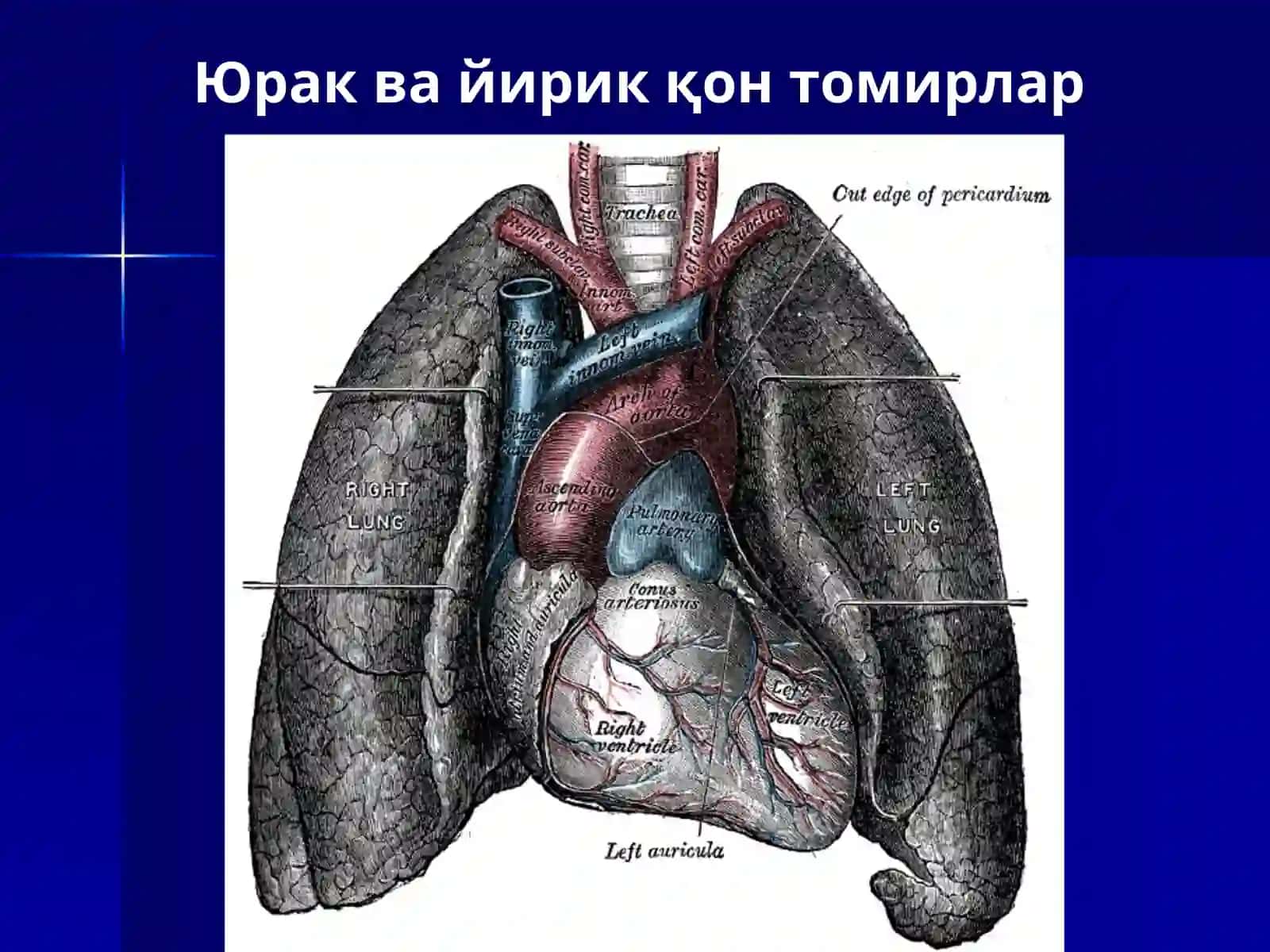 Юрак, қон айланиш доиралари, юракнинг ёшга қараб ўзгариши 4