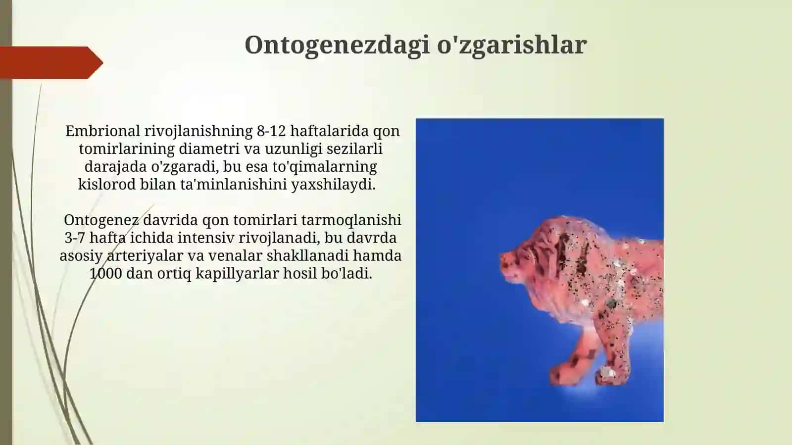 Qon tomirlarning yo’nalishi va tarmoqlanish qonuniyati hayvonlarda 4