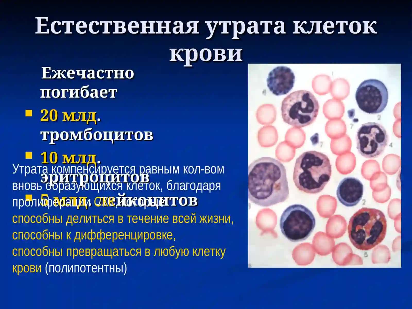 Гемопоэз 4