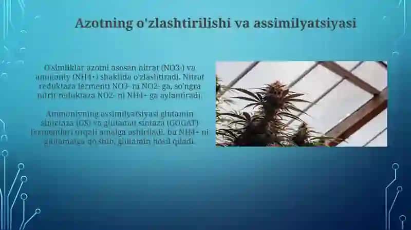 O'simliklarda azot almashinishi va ularning tasiri 4
