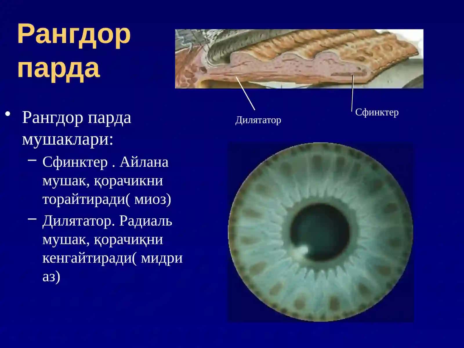 Tomirlipardaanatomiyasi 4