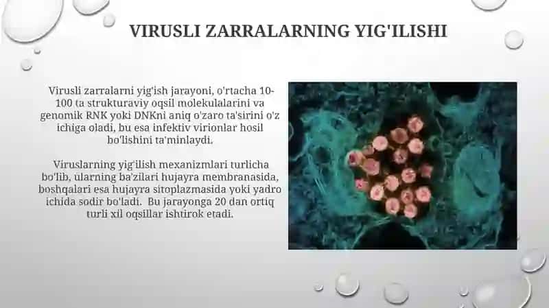 Virusologiyahujayragakirishi,koʻpayishi(Reproduksiyasi) 4