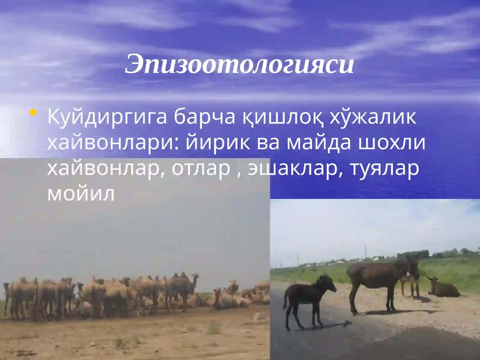Куйдирги2 4