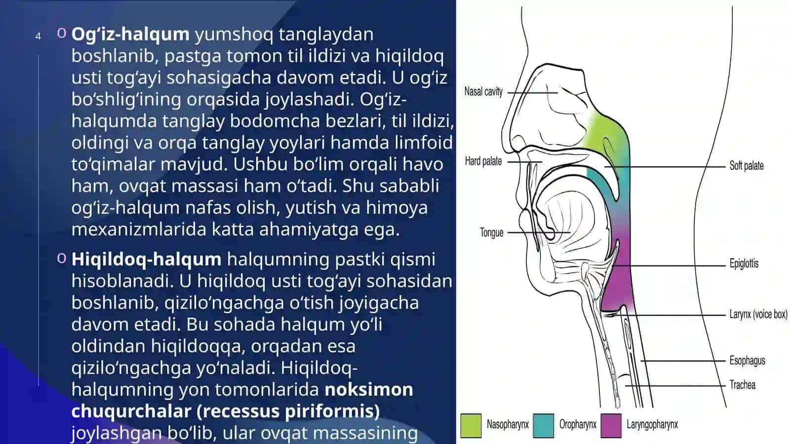 Halqumning klinik anatomiyasi. Halqum limfoadenoidal halqasining morfo-fiziologik xususiyatlari 4