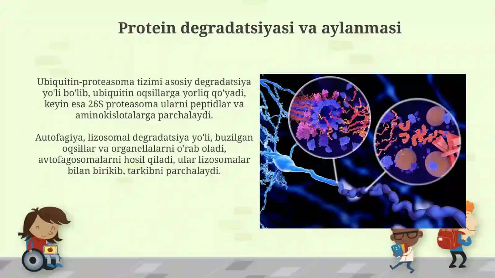Oqsillarning biokimyoviy oʻzgarishi 4
