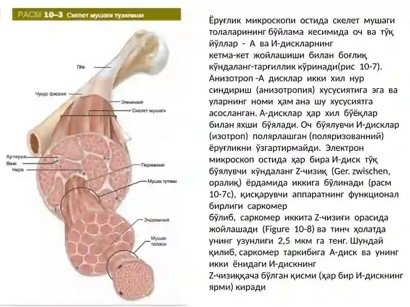 MUSHAK SISTEMASI BIOKIMYOSI 4