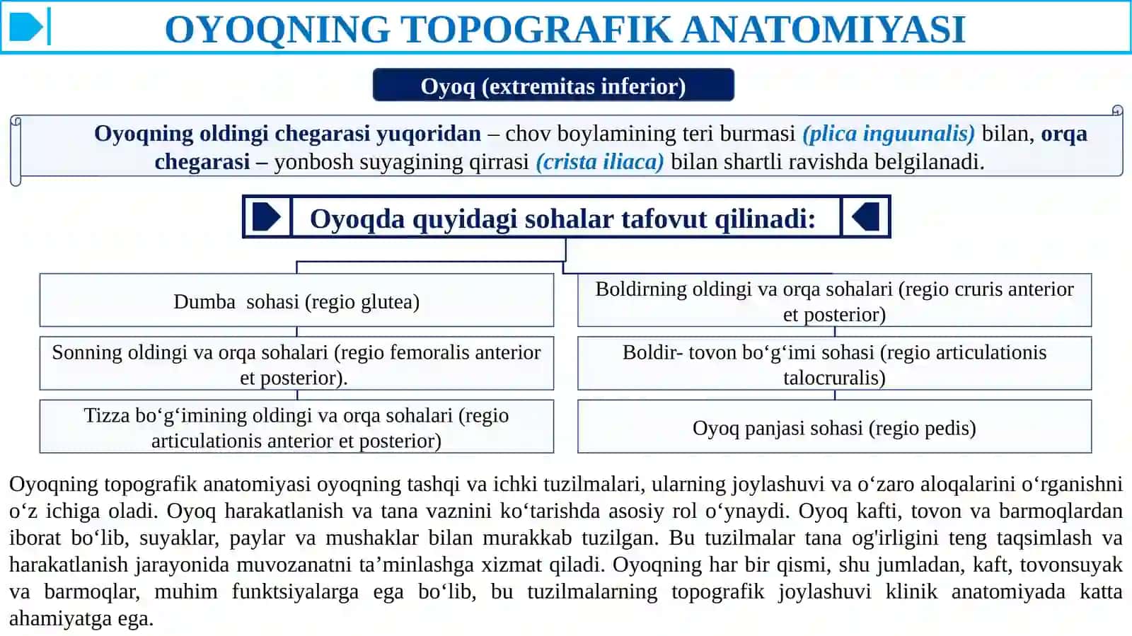 Oyoqning topografik anatomiyasi. 4