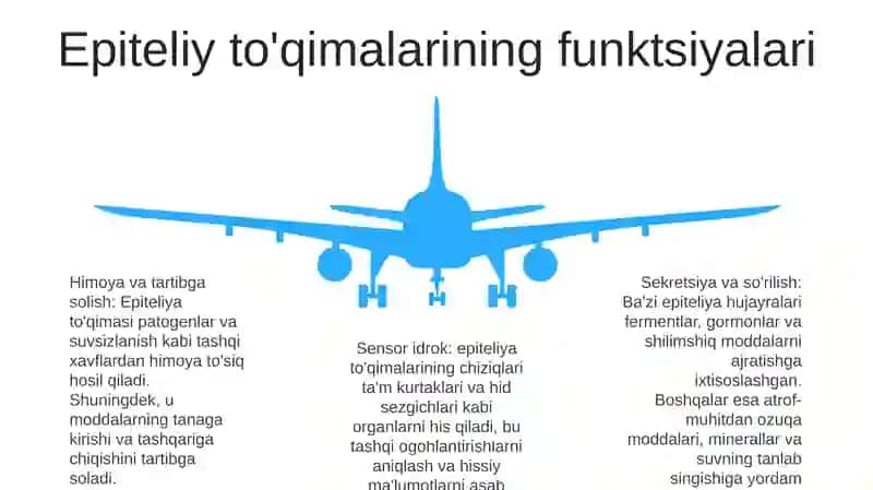 Epiteliy ToʻQimasi Va Uning Tuzilishi 4