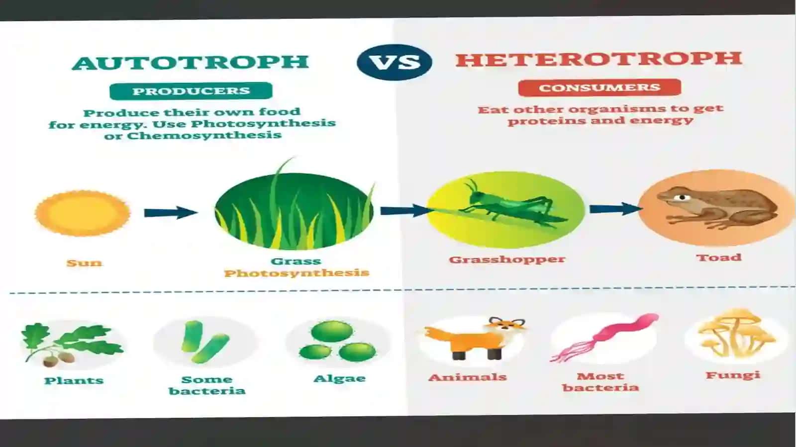 Mikroorganizimlarfiziologiyasi 4
