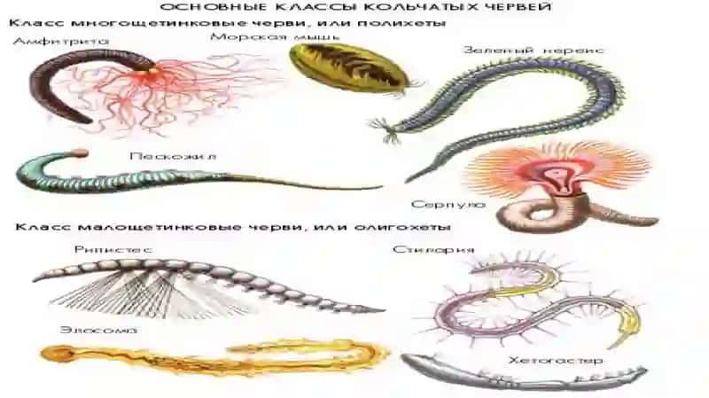 HALQALI CHUVALCHANGLAR (ANNELIDA)TIPI 4