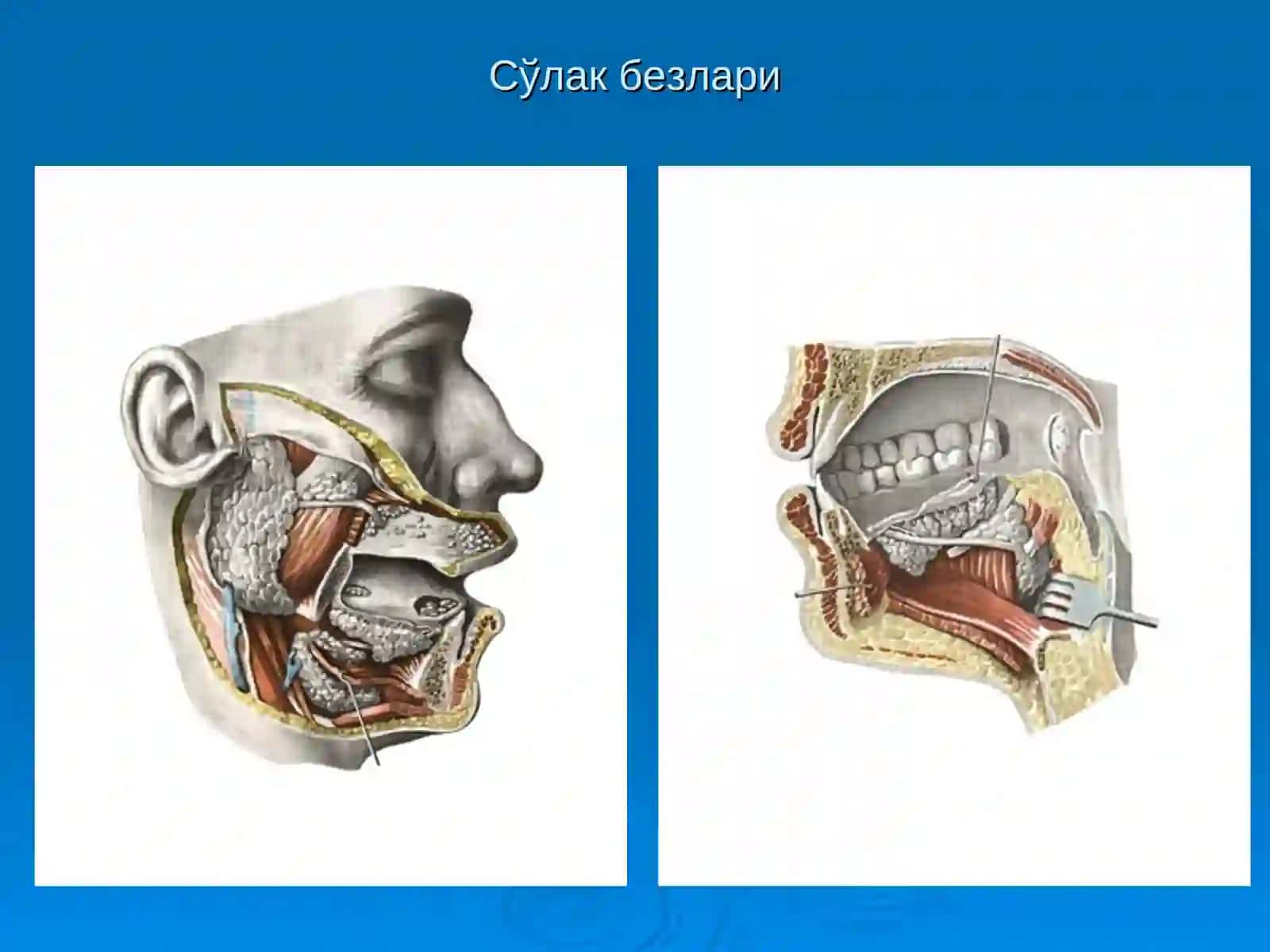 Ҳазм аъзолари сохасидаги безлар: жигар, меъда ости бези. Талоқ. Қорин парда. Қорин бўшлиғи топографияси 4