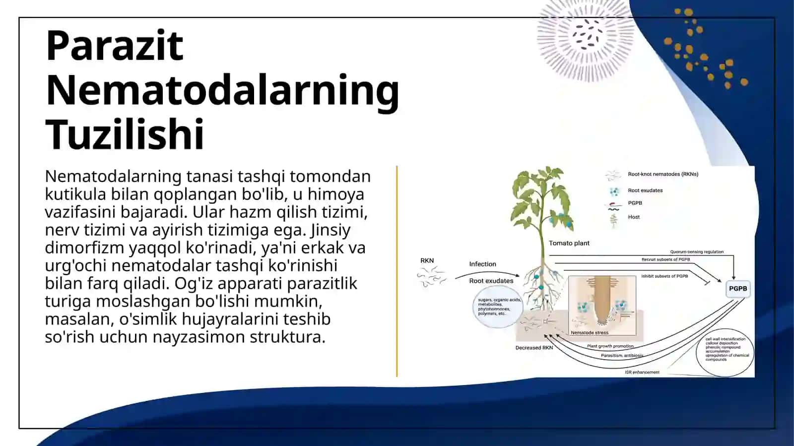Parazit Nematodalar: Ta'rifi va Umumiy Xususiyatlari 4