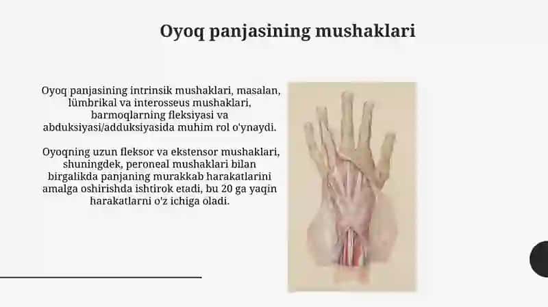 Oyoq mushaklarining tuzilishi 4