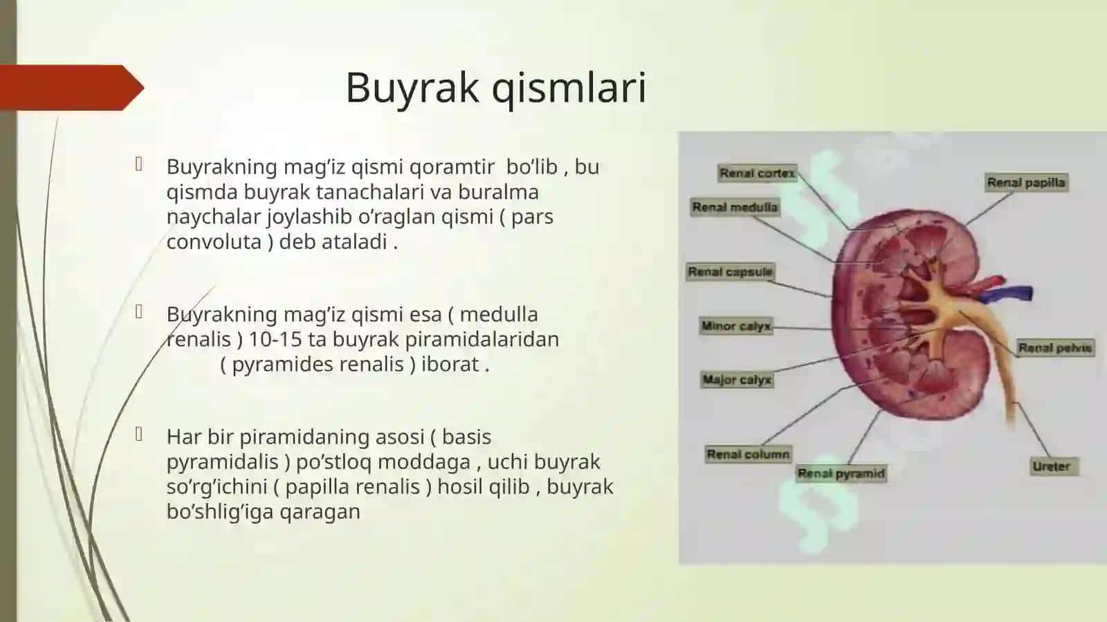 siydik ayirish aʼzolarining rivojlanish nuqsonlari 4