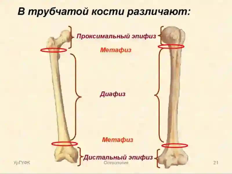 Таянч-харакат тизими касалликлари нур ташхиси 4