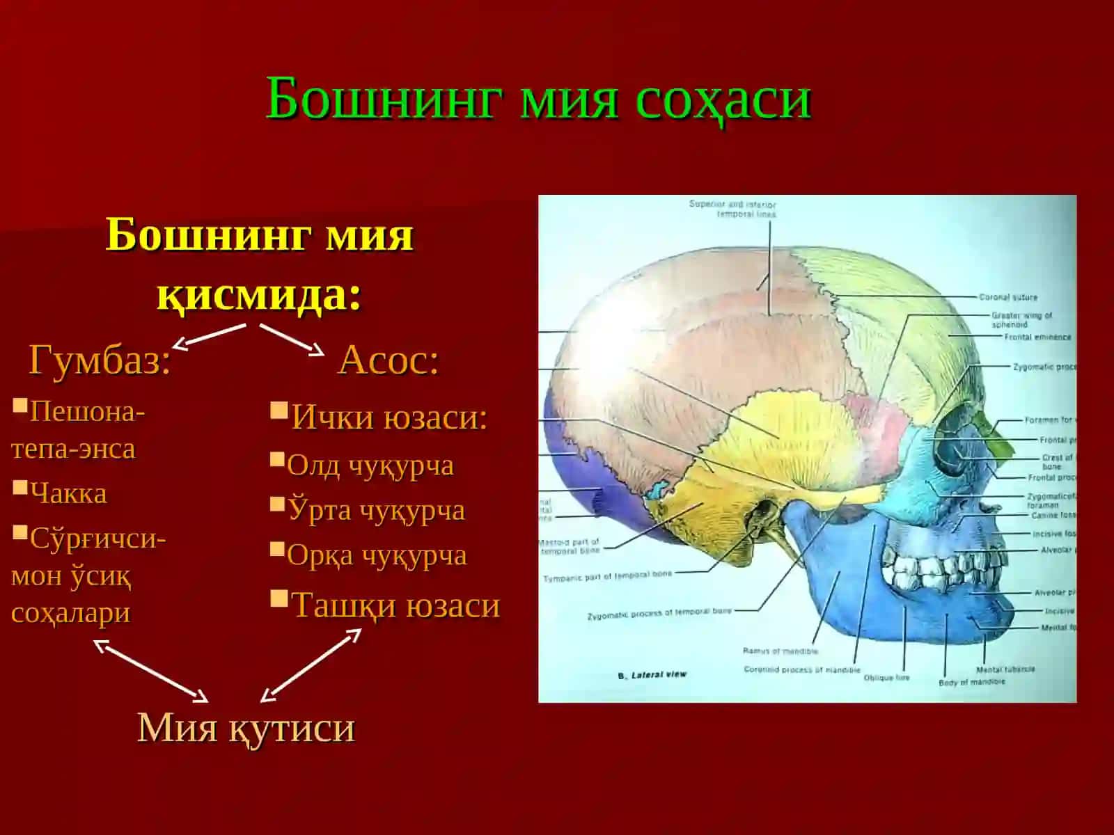 Мавзу: Бошсоҳасивабўйинсоҳасинингтопог-рафиканатомиясиваоперативхирургияси 4
