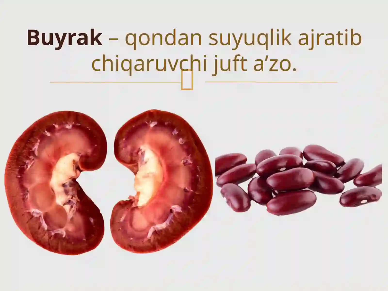 Systemaurinarium 4