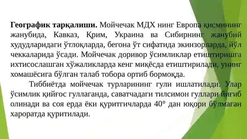 Тўшкент давлат аграр университетидоривор ўсимликлар кафедраси 4